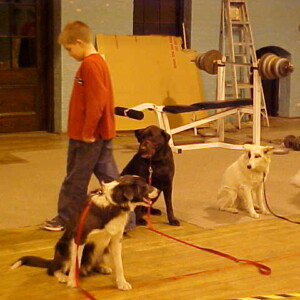 Zack weaving through Duffy, Snickers, Mary & Nali.