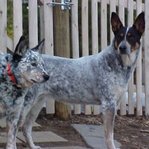 Spence & Bungee<br/>
“Are Mom and Dad are climbing Mt. Everest time?”