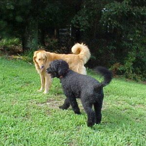 Sally and Pepper like to run in the field!!